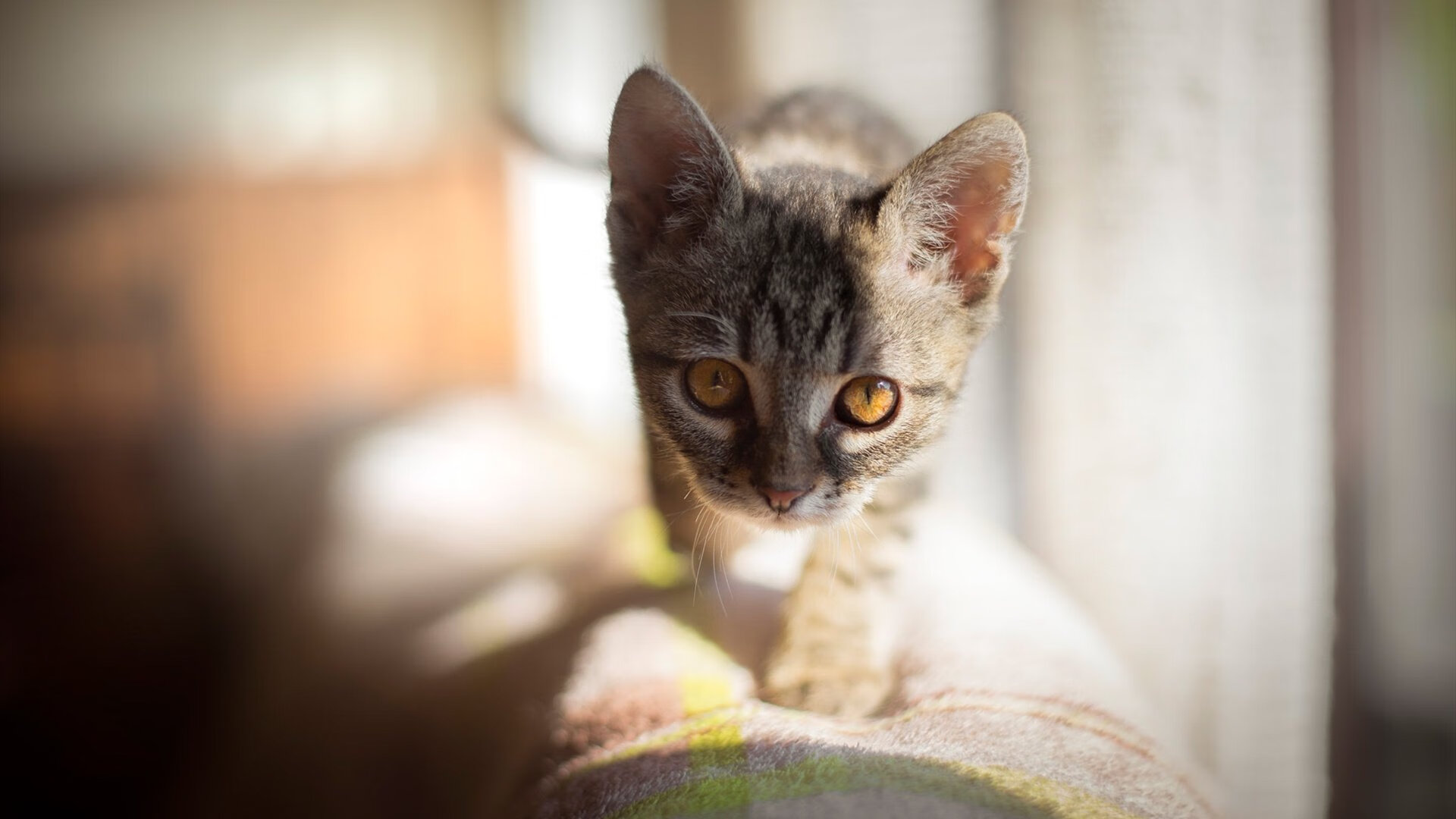 爱游戏体育下载-中国足球职业联赛球队伤病防护体系完善，中国足球队受伤