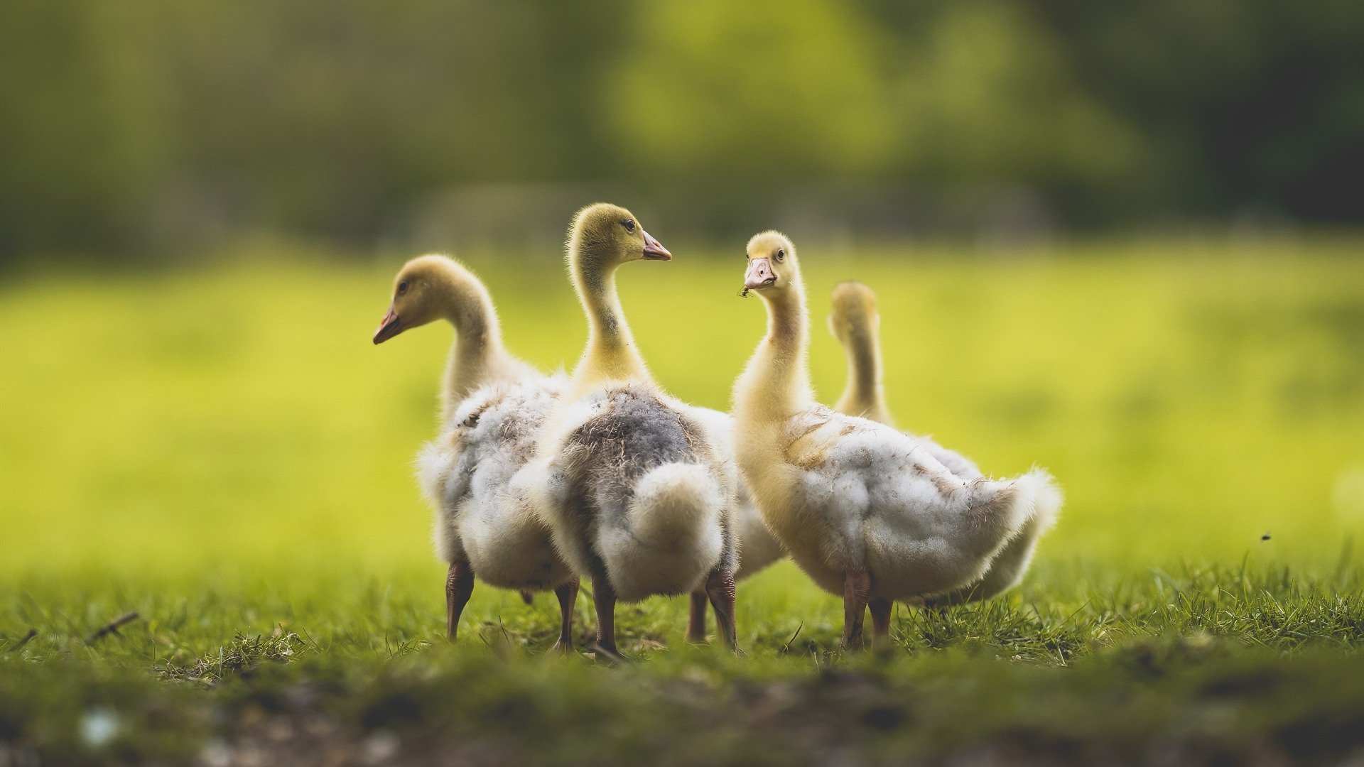 爱游戏ayx-中国足球青训教练员能力提升计划启动，足球青训教练培养