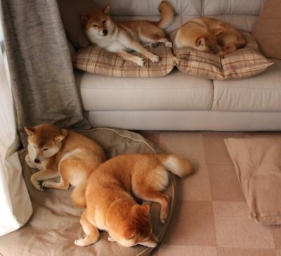 爱游戏app安装-乌拉圭女篮在南美锦标赛中夺冠，展现强大实力