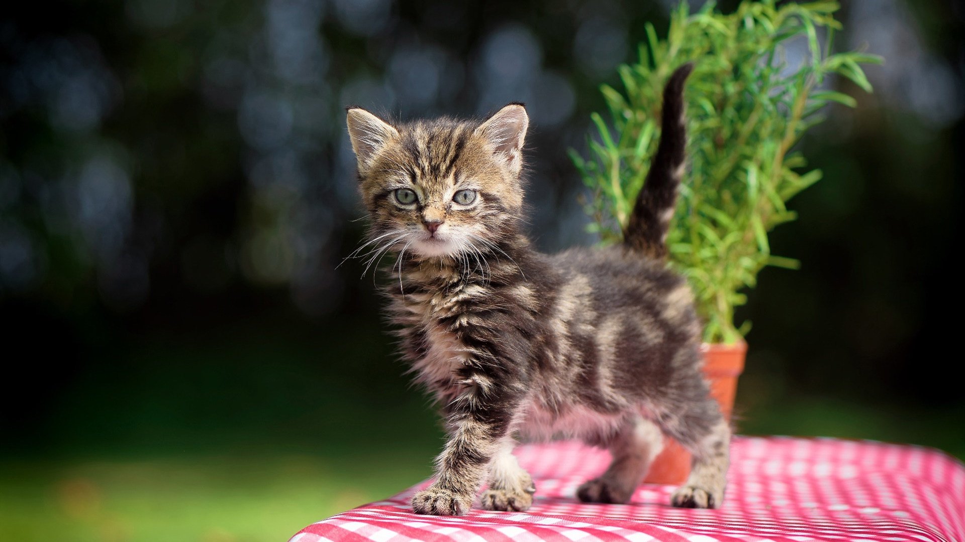 卢卡斯·梅尔滕斯冲刺阶段咬牙坚持,卢卡斯梅尔步枪